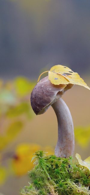韩剧在线观看App缓存列表界面，展示已下载剧集封面与进度条，支持离线播放